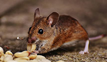 24 Hour & Emergency Exterminators in Stone Park, IL